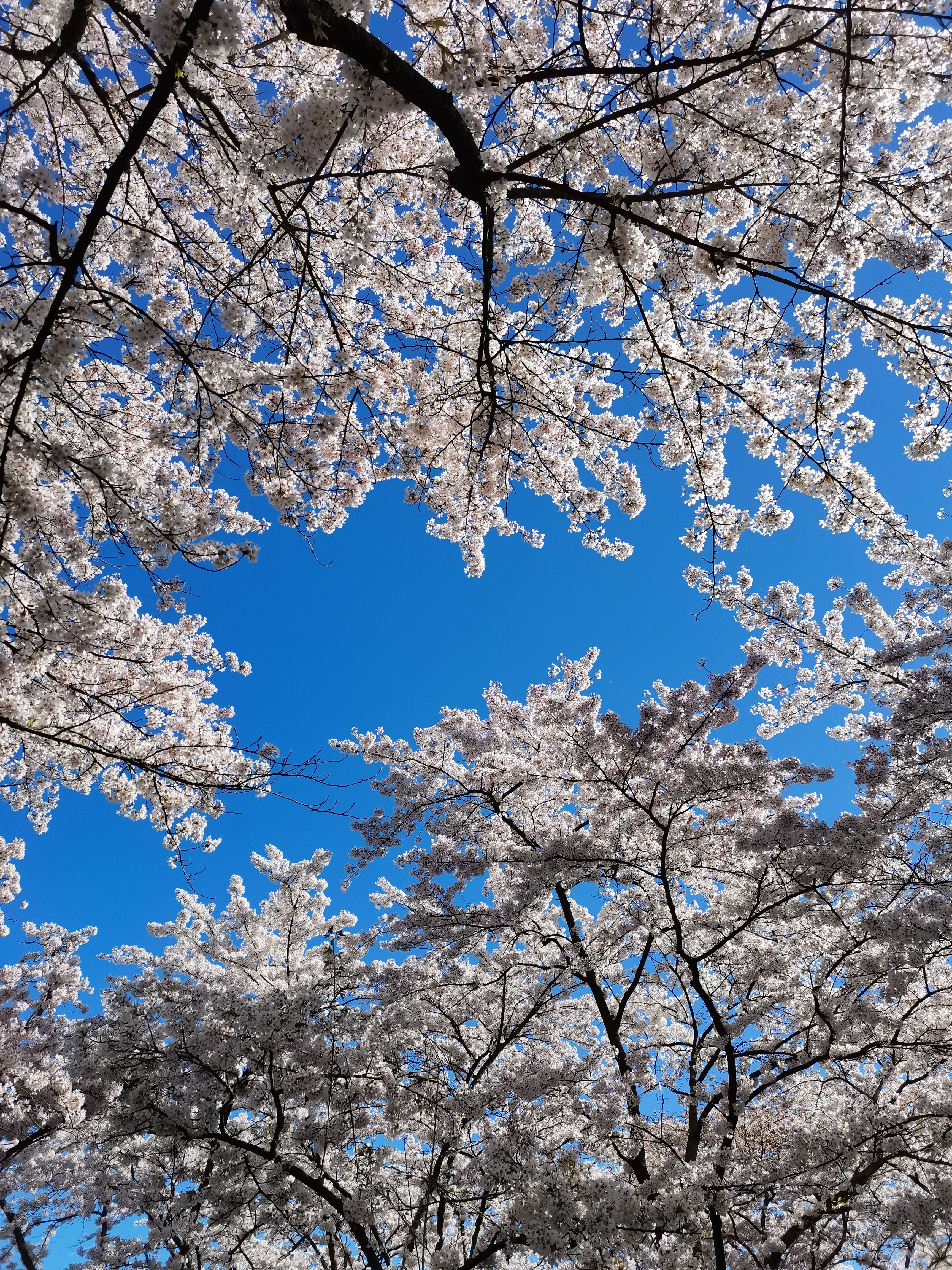Beautiful cherry blossom trees with pink flowers under a vibrant blue sky in full bloom.