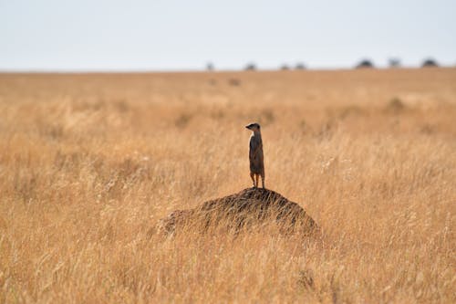 Free stock photo of cute, meerkat, safari Stock Photo