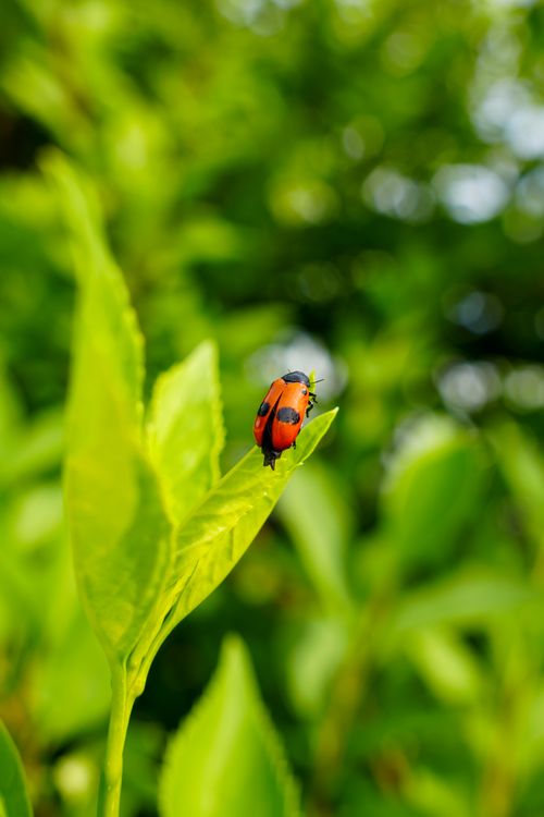 Free Close-up of a ladybug on green leaves in Germany's lush springtime outdoors. Stock Photo