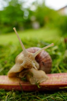 Macro shot of a snail on grass, showcasing textures and nature details in a German garden.