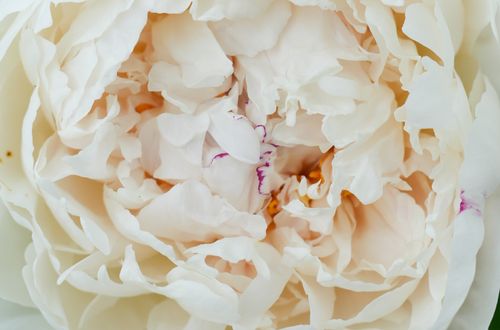 Free Detailed close-up of a beautiful white peony in full bloom, showcasing delicate petals. Stock Photo