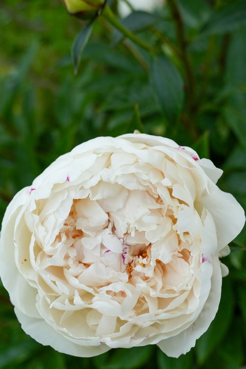 Free A beautiful white peony in full bloom, showcasing delicate petals and lush greenery. Stock Photo