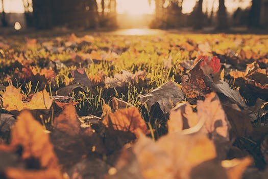 Free stock photo of forest, meadow, leaves, autumn