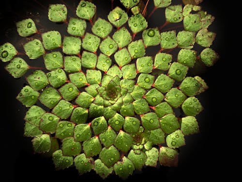 Зеленый цветок с лепестками