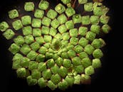 特写镜头中，对称排列的睡莲叶子上挂着水滴，展现了大自然的几何形状