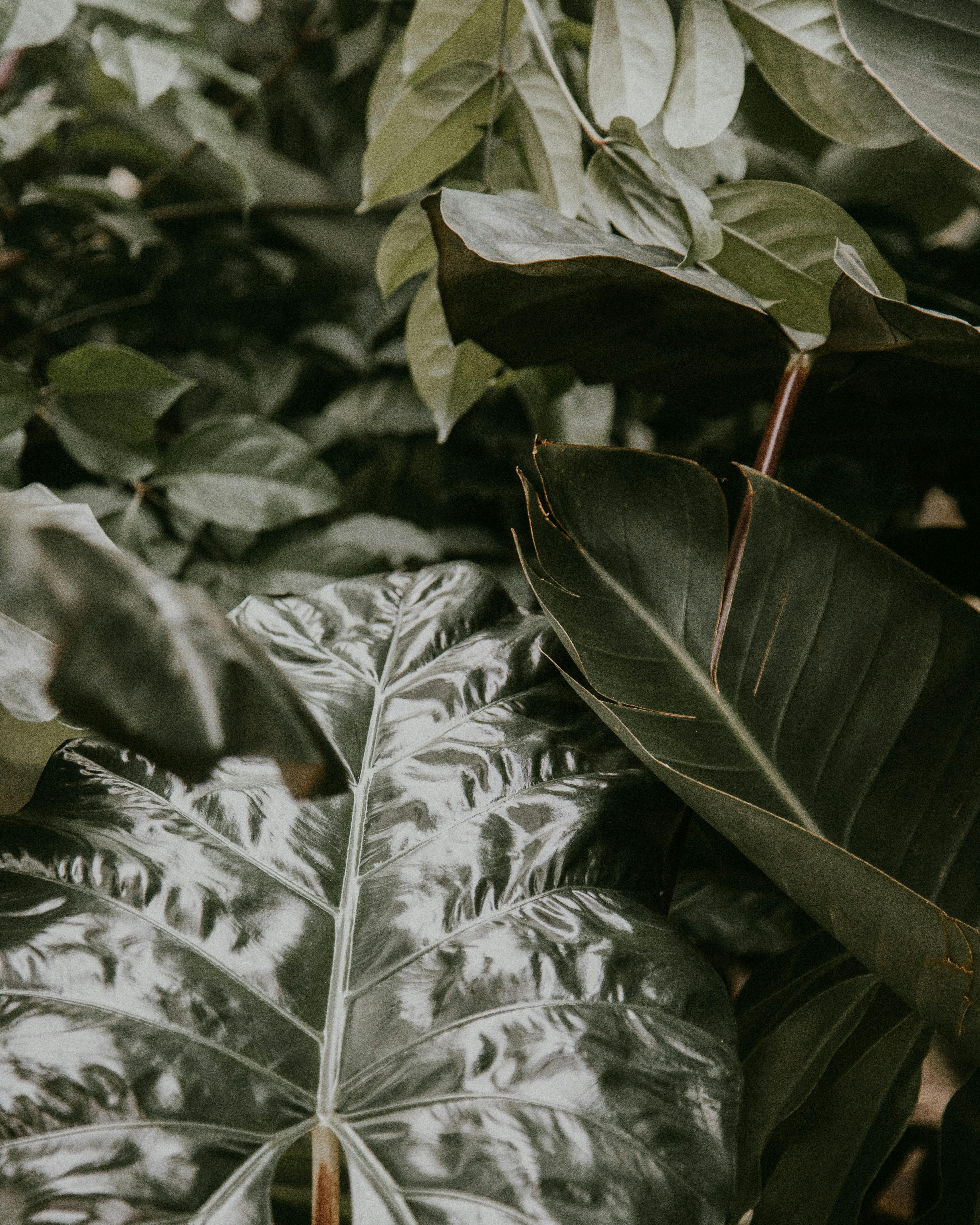 Close-up of vibrant tropical leaves with intricate patterns in a greenhouse setting.