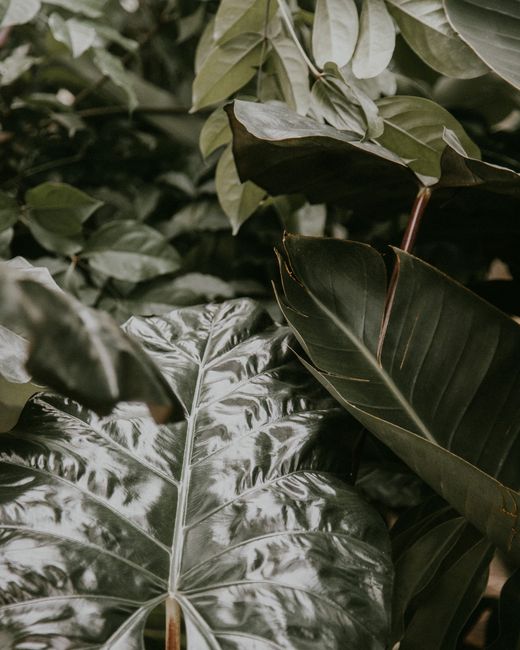 Close-up of vibrant tropical leaves with intricate patterns in a greenhouse setting.