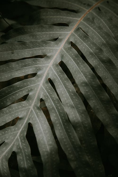 Picture of a Leaf