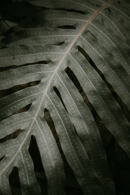 Free Picture of a Leaf Stock Photo