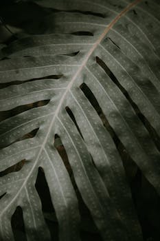 A close-up photo of a Philodendron leaf showcasing its texture and moody lighting, perfect for backgrounds.