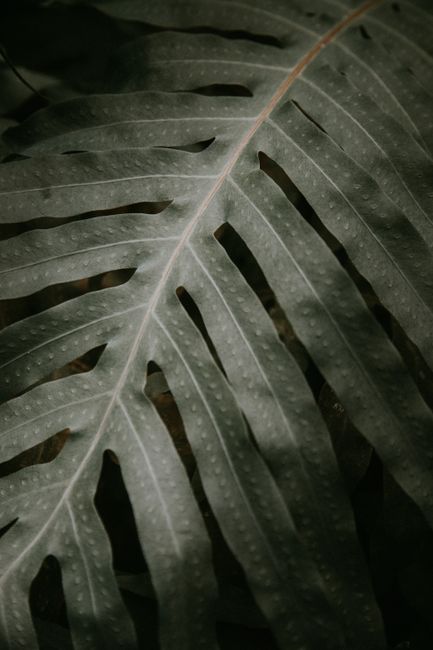 A close-up photo of a Philodendron leaf showcasing its texture and moody lighting, perfect for backgrounds.