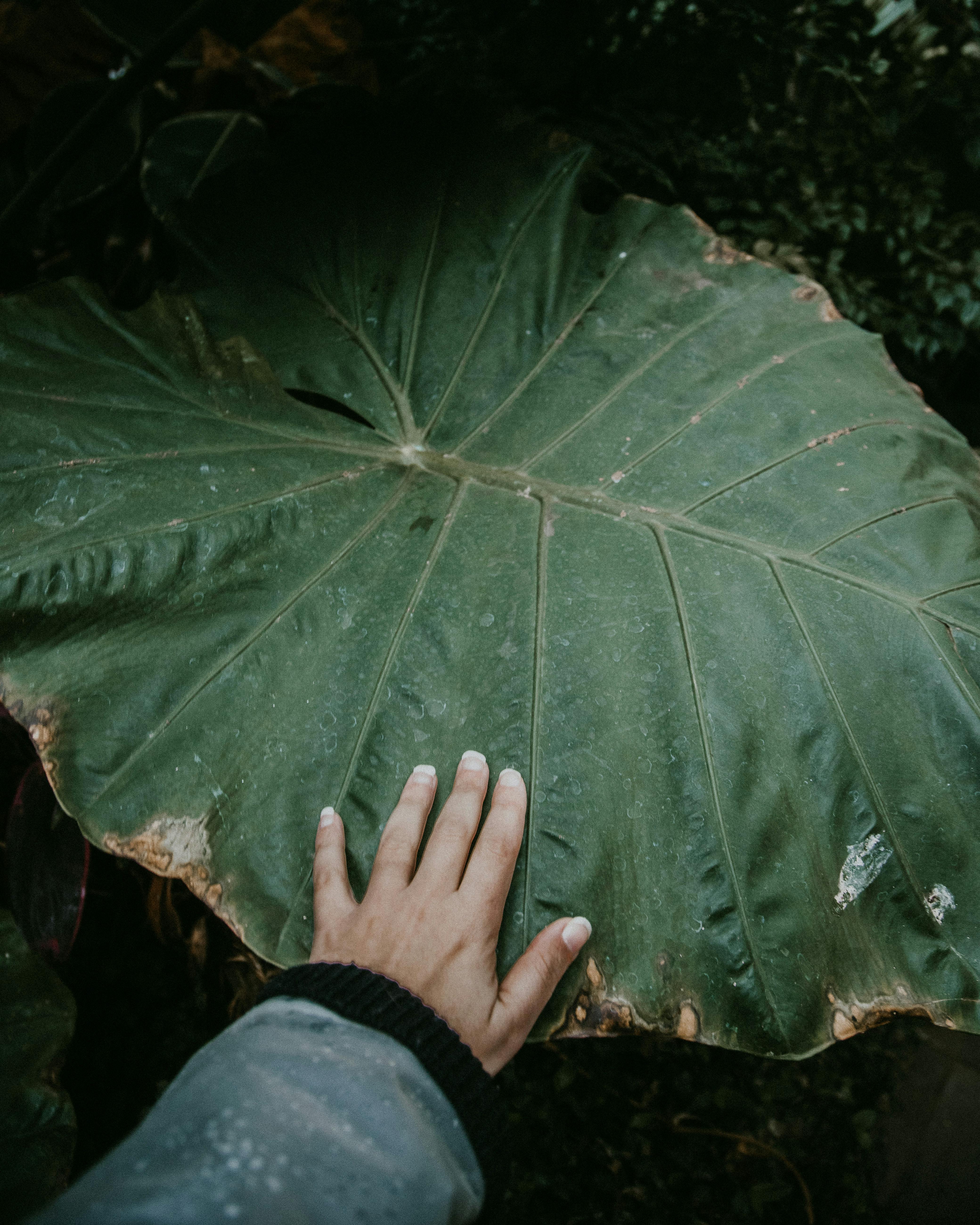 Close-up of a hand touching a giant green leaf outdoors, showcasing nature's intricate details.