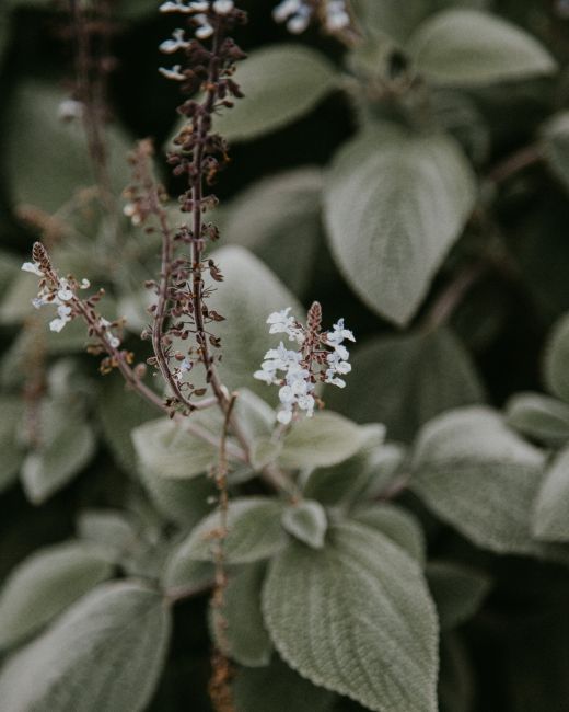 Close-up macro shot of Plectranthus with focus on delicate flowers and soft leaves.