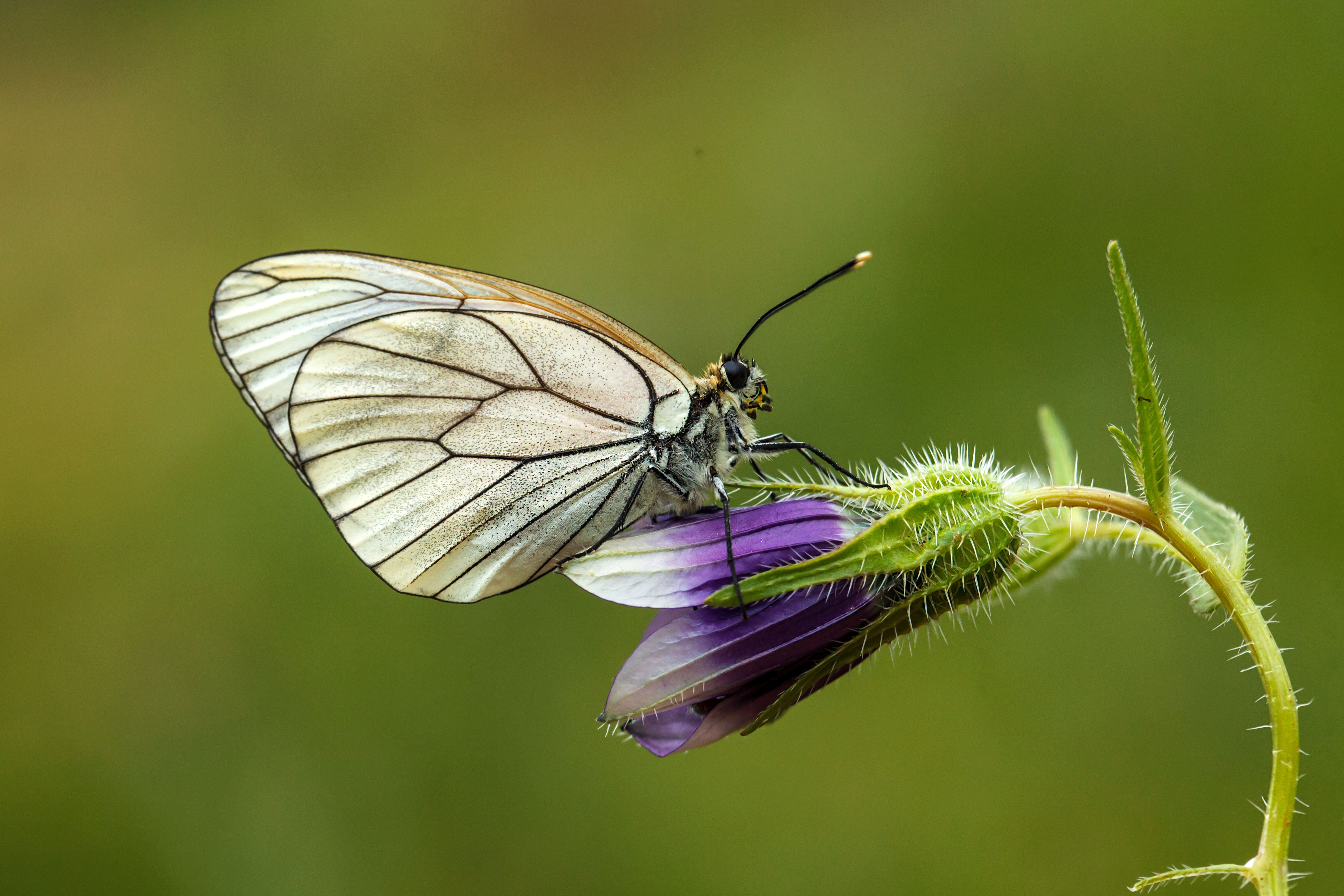 Borboleta branca sobre flor