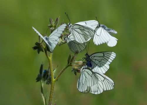 Free A group of black-veined white butterflies resting on a green plant with blurred background. Stock Photo