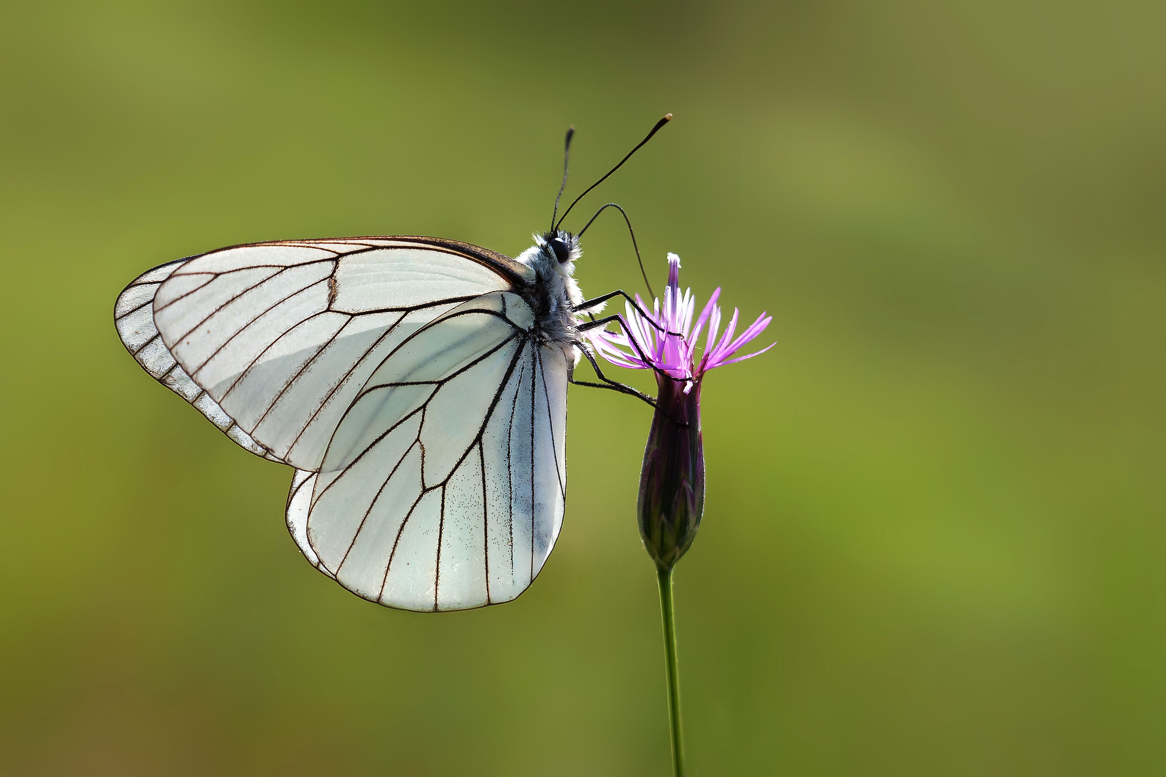 Expoziții de fluturi și insecte: O lume fascinantă pentru copii
