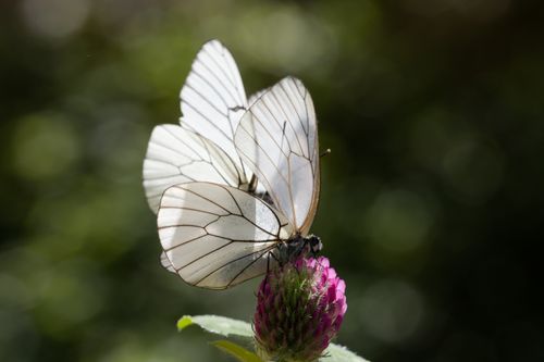 Free Two white butterflies perched on a pink flower, basking in daylight with a blurred green background. Stock Photo