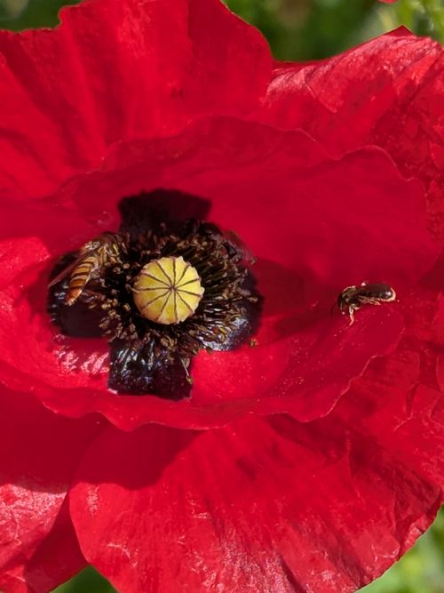 Free Vibrant red poppy bloom with bees collecting pollen under sunlight. Stock Photo