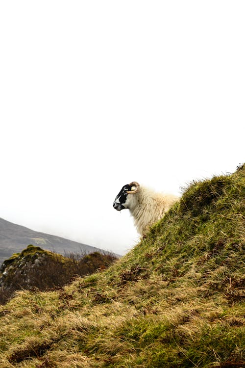 Free stock photo of highland, scotland, sheep