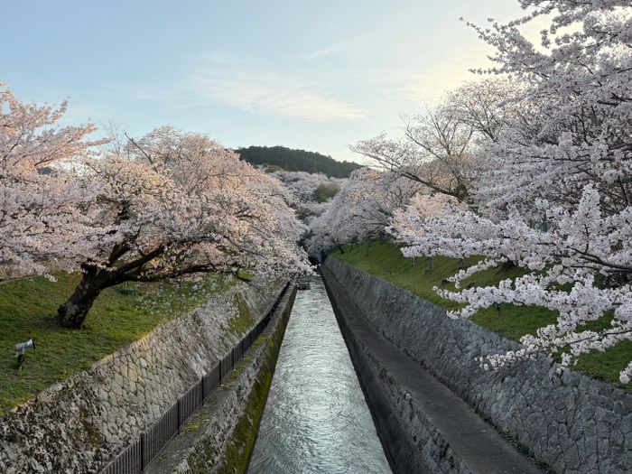 2 settimane straordinarie in Giappone: L'itinerario perfetto della primavera in Giappone