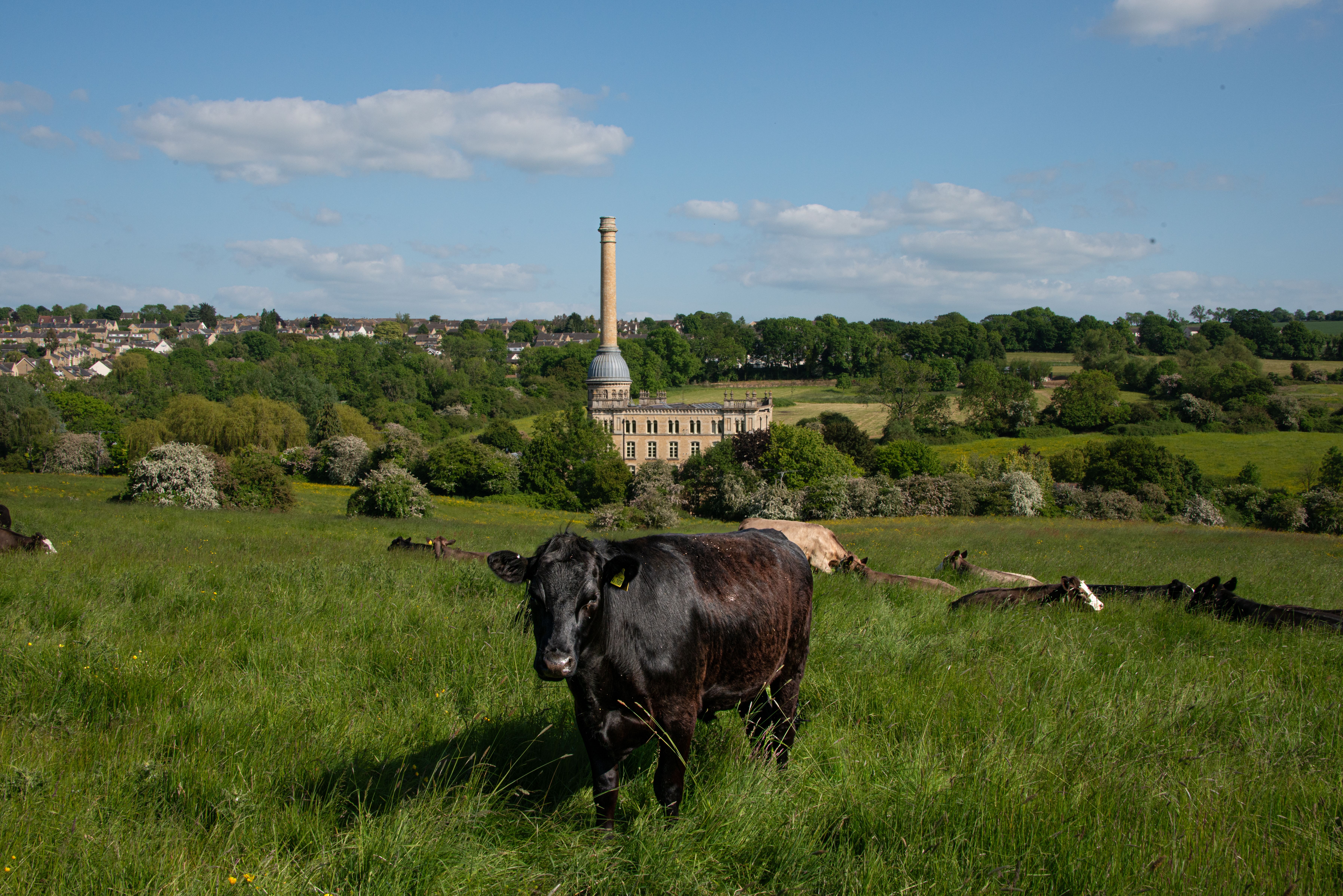 A serene landscape with a cow in a lush field near Chipping Norton, England.