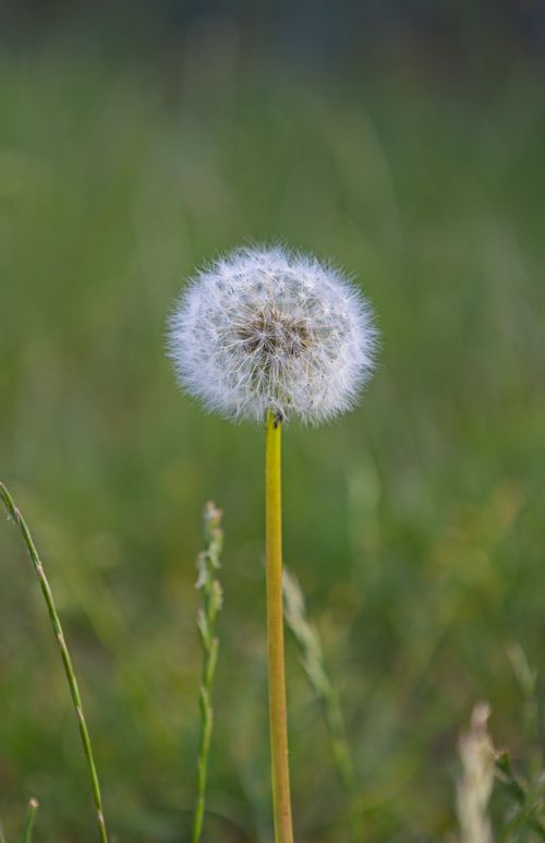 Free stock photo of dandelion seeds Stock Photo