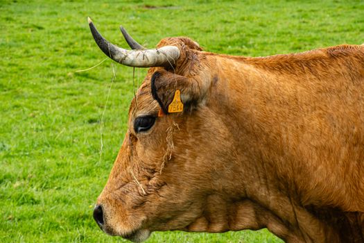 Majestic brown cow with horns in a lush green pasture, showcasing rural life.