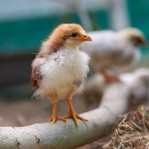 Free Cute fluffy chick perched on a log, capturing the essence of spring and new life on the farm. Stock Photo