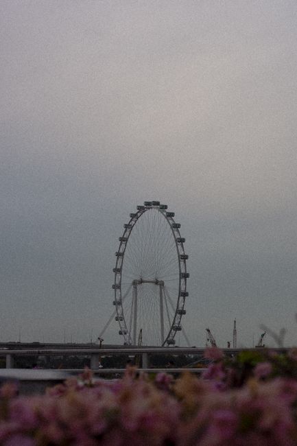 A striking view of the Singapore Flyer with flowers in the foreground under a cloudy sky.