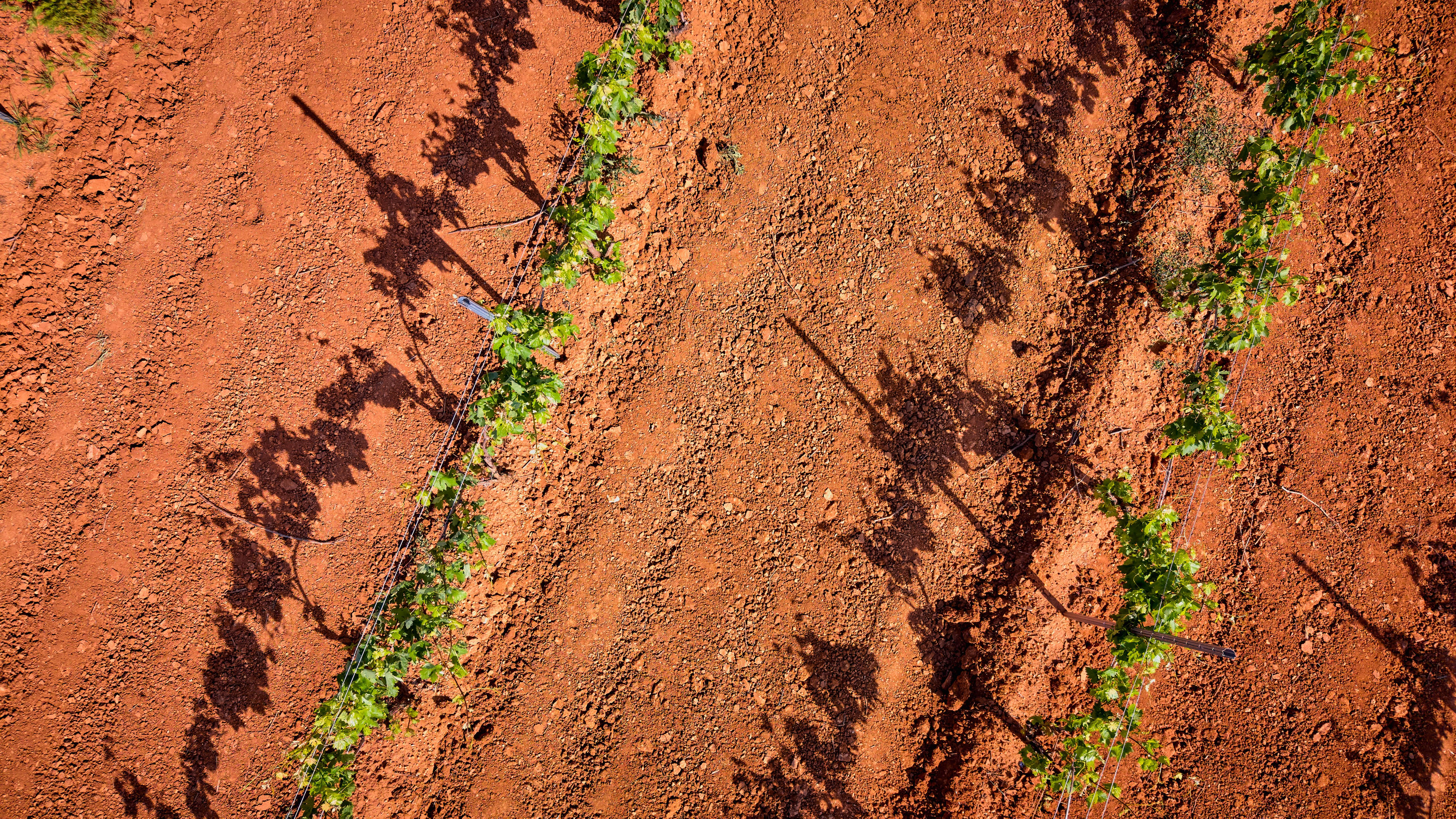 Aerial shot of grapevines casting shadows on red soil in Burgos, Spain.