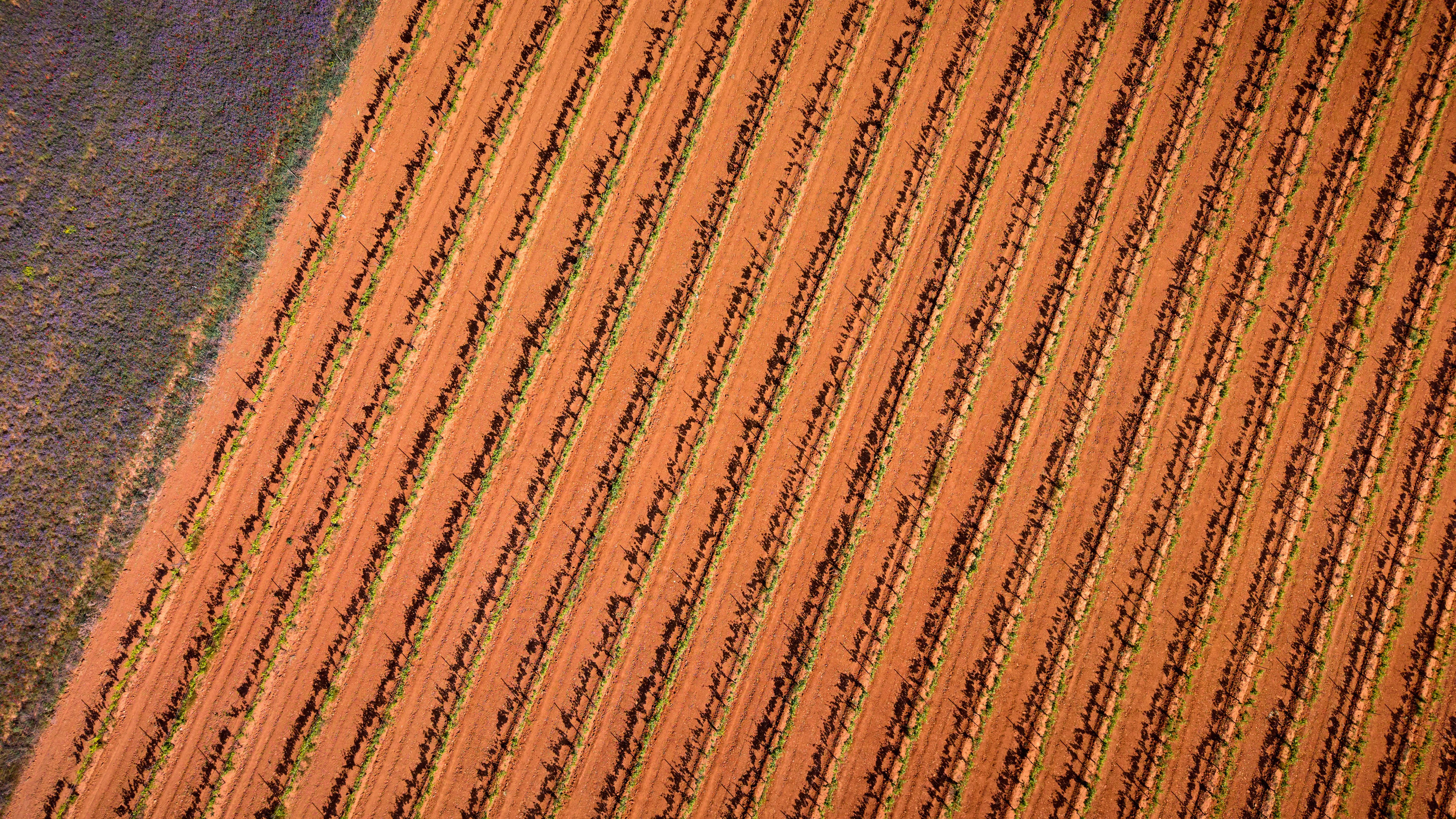 Stunning aerial shot of vineyard rows in Burgos, Spain, showcasing vibrant agriculture patterns.