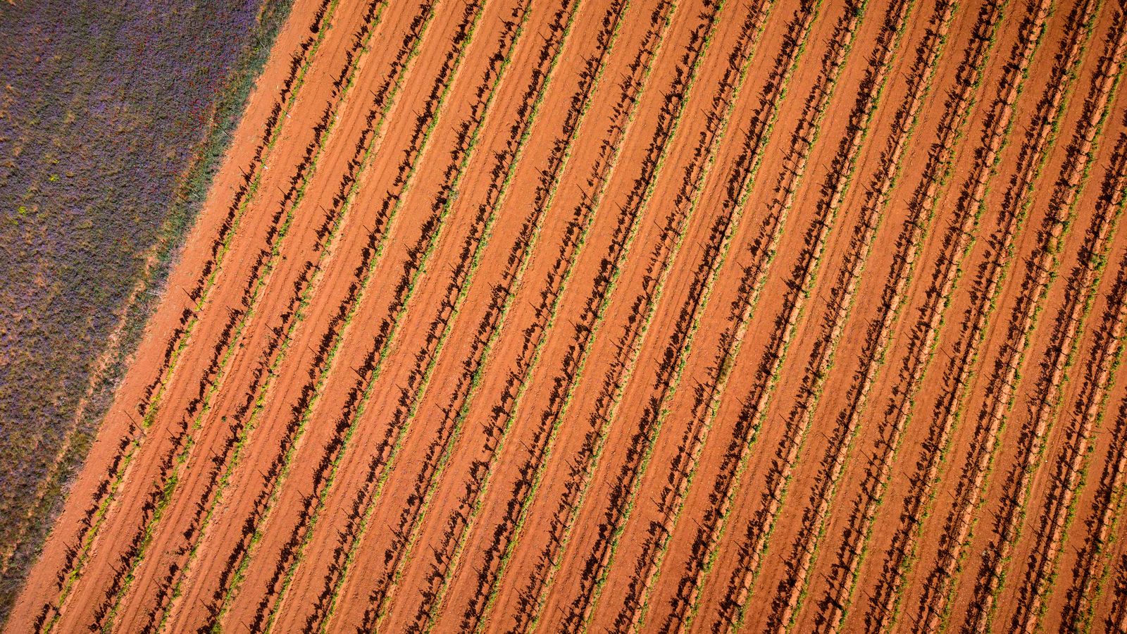Rows of vines in a Spanish vineyard at harvest time