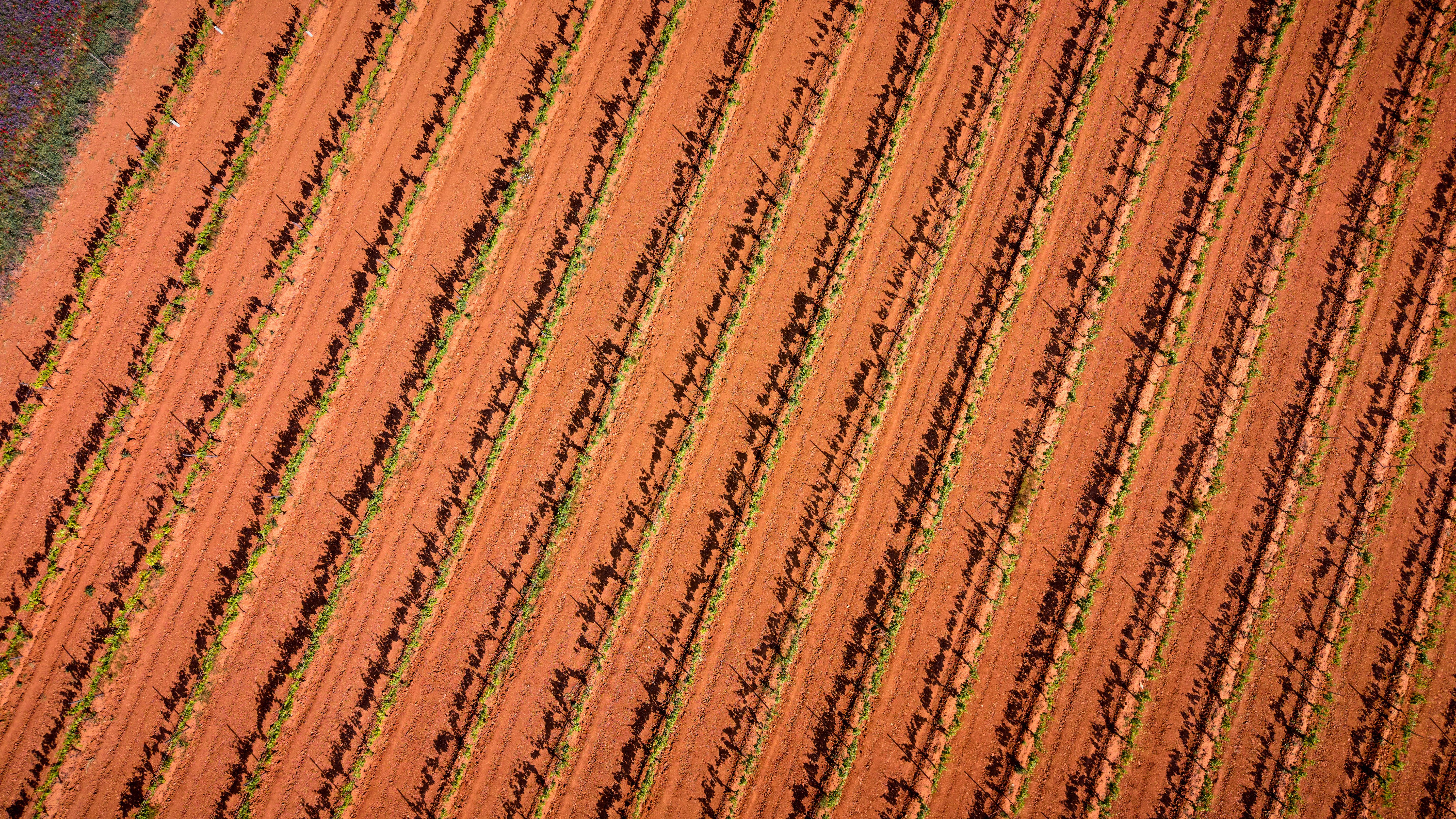 Aerial view of a vibrant vineyard landscape in Burgos, Spain showcasing rows of grapevines.