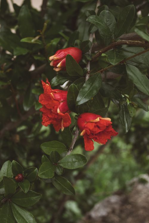 Free Vibrant pomegranate flowers blooming in a lush garden in Bursa. Stock Photo