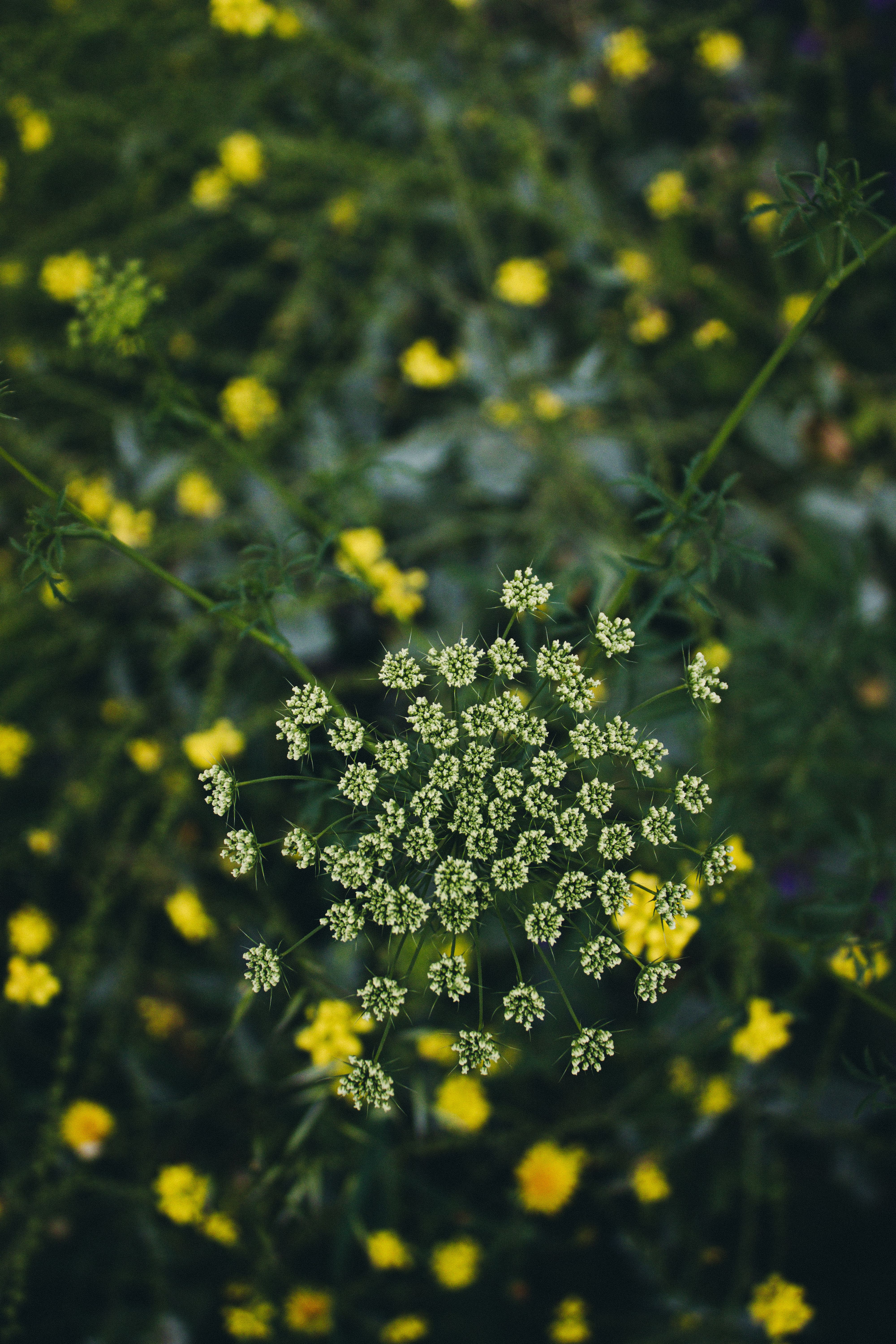 [ColoSach]-a-beautiful-close-up-of-white-and-yellow-wildflowers-blooming-in-bursa,-türkiye.