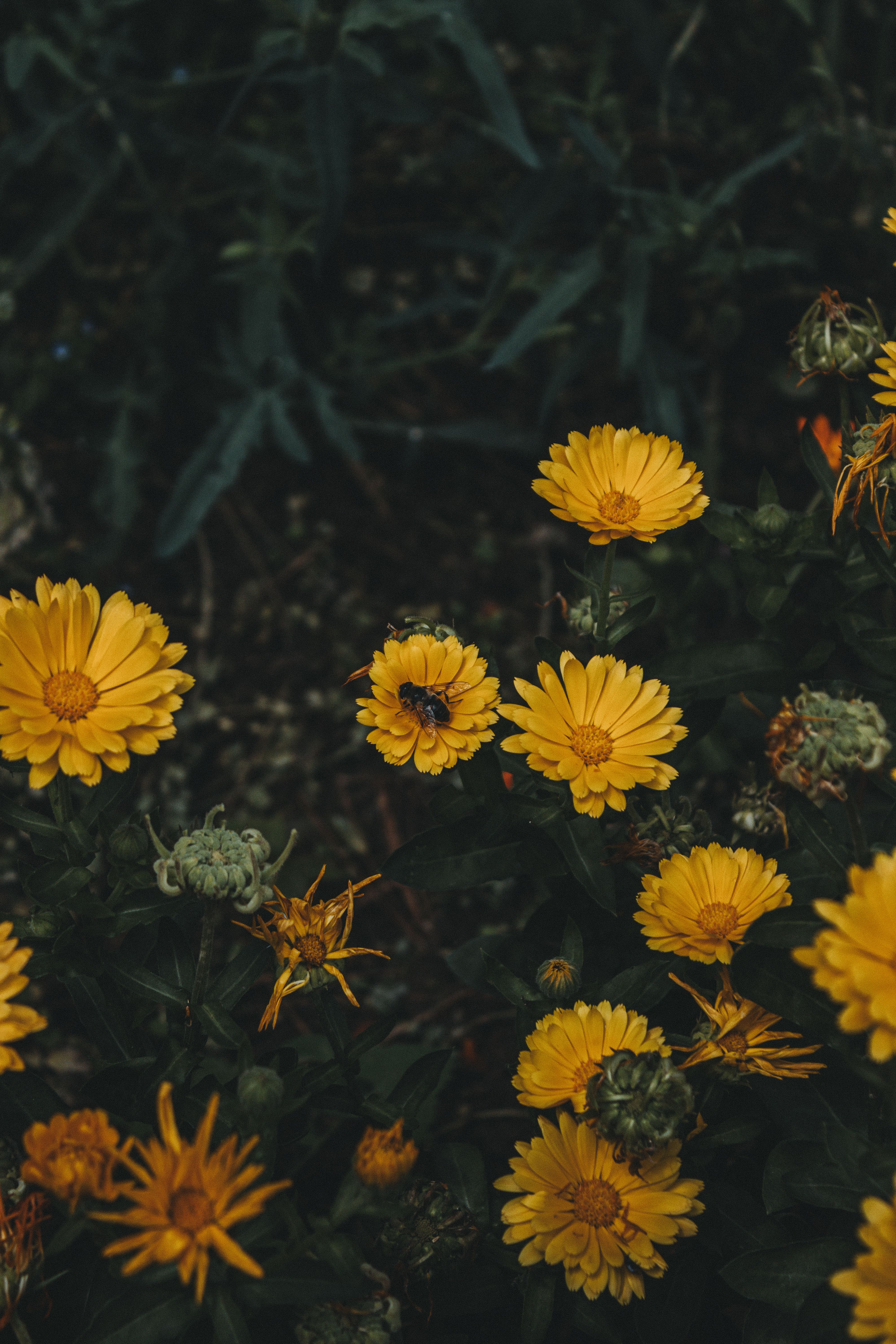 Close-up of blooming yellow marigolds in a garden setting, showcasing vibrant colors and natural beauty.