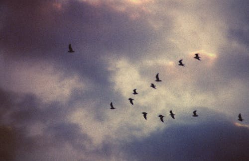 Ilmainen kuvapankkikuva tunnisteilla birds_flying, lauma, lentäminen