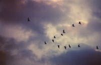 一群鸟在戏剧性的云层映衬下，飞翔于复古风格的天空中