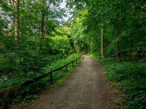 Free Tranquil forest pathway in Coesfeld, Nordrhein-Westfalen, Germany, surrounded by lush greenery. Stock Photo