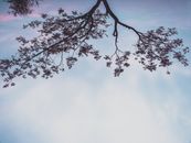 日落时分，乡村的蓝天下，花朵从树枝下盛开