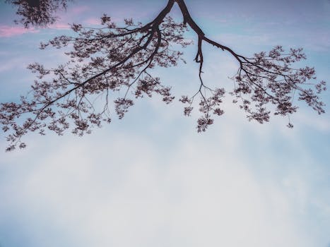 日落时分，乡村的蓝天下，花朵从树枝下盛开