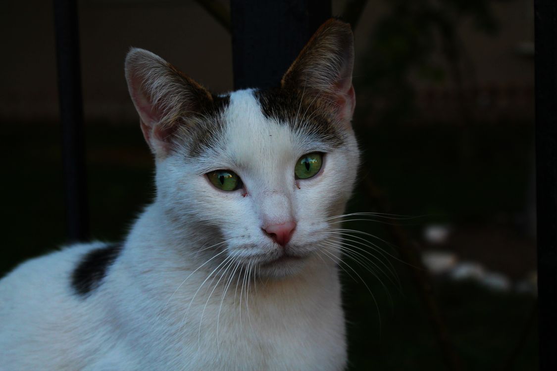 Close-up Portrait of a White Domestic Cat · Free Stock Photo