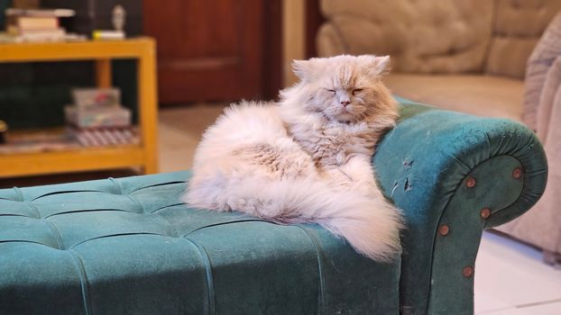 cat photo