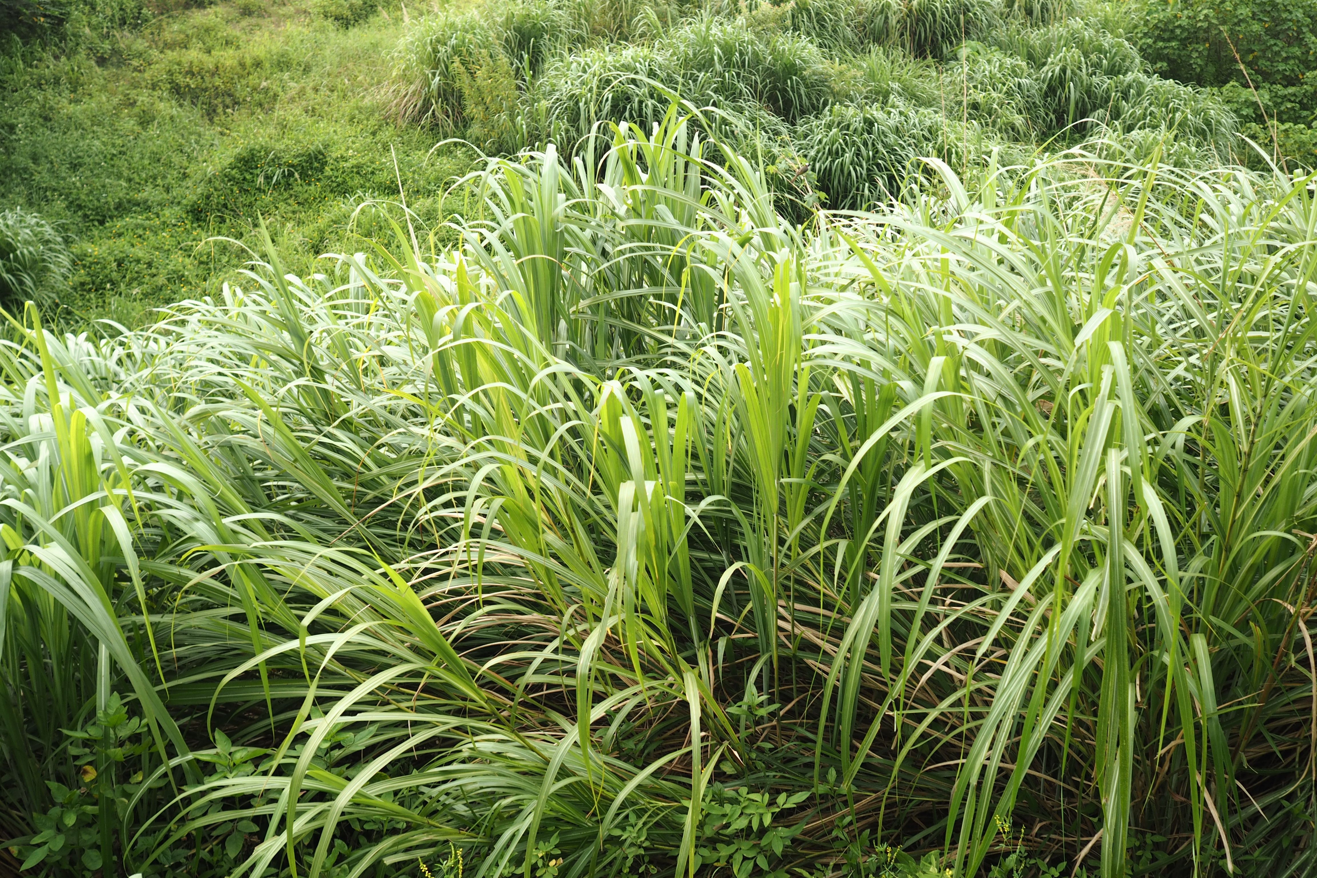 Lemongrass growing in a field — a common natural pest deterrent in Malaysia