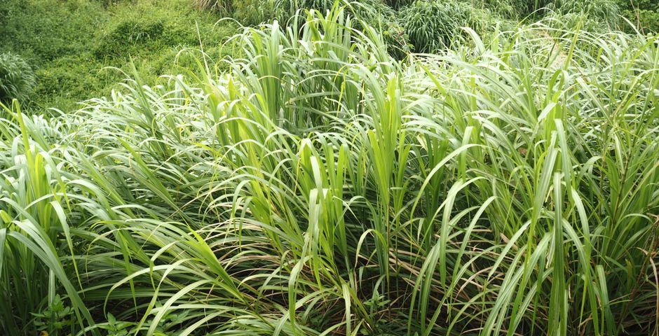 Lemongrass growing in a field — a common natural pest deterrent in Malaysia