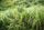 lemongrass