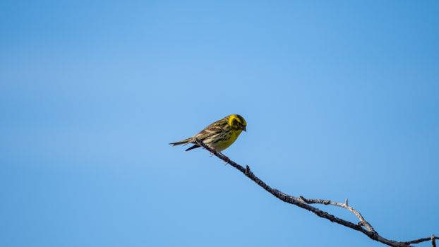 A vibrant yellow bird perches on a branch with a clear blue sky background.