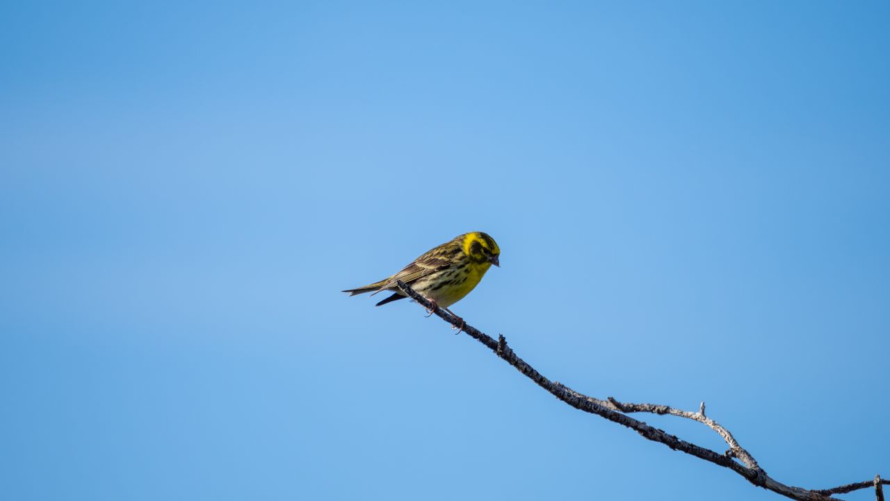 a vibrant yellow bird perches on a branch with a clear blue sky backgr