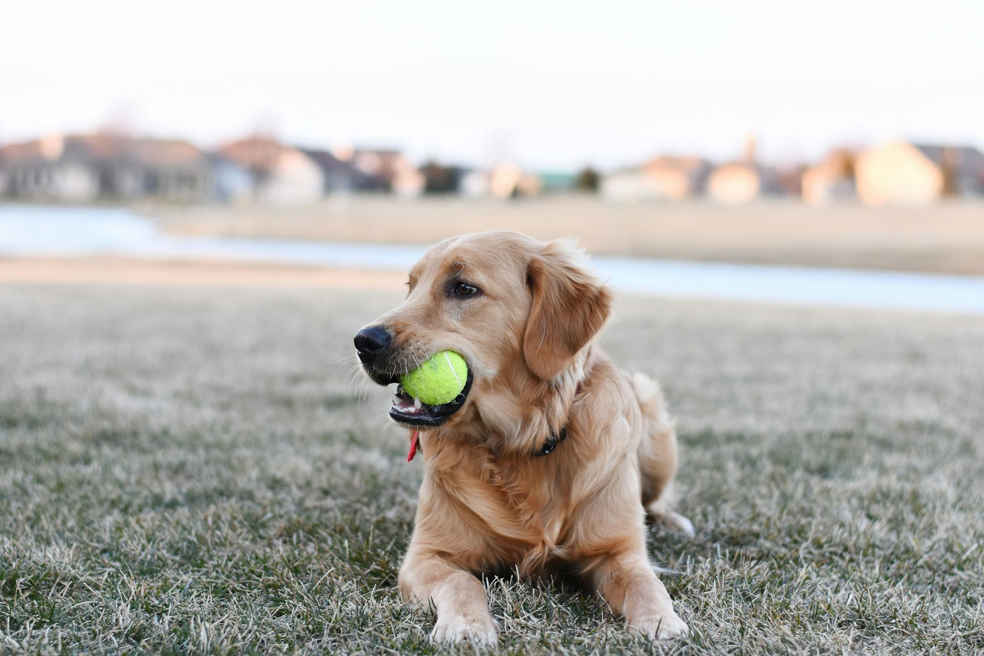 Un golden retriever couché dans l'herbe verte