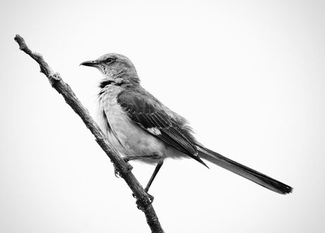 Black and white mockingbird perched on a branch, by A. G. Rosales on Pexels